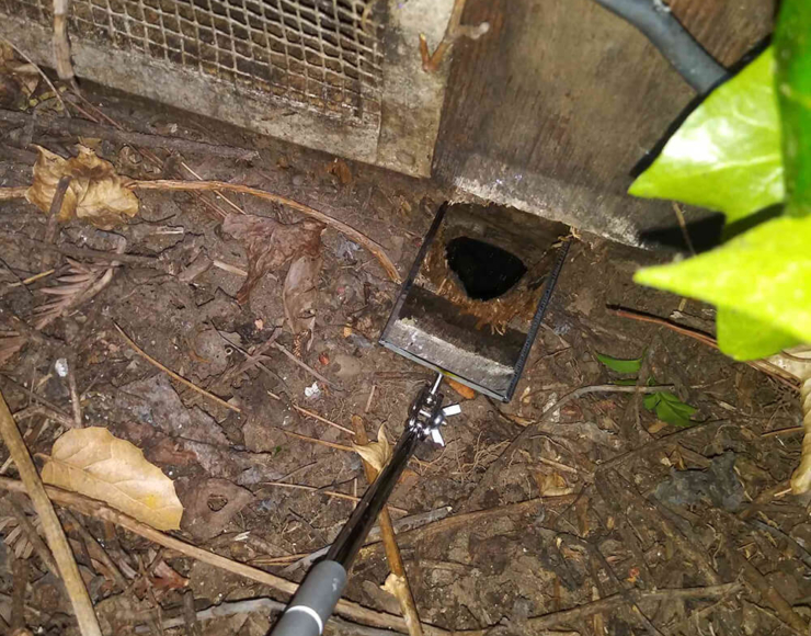 Done Right Rodent Proofing